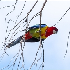 Platycercus eximius at Penrose, NSW - suppressed