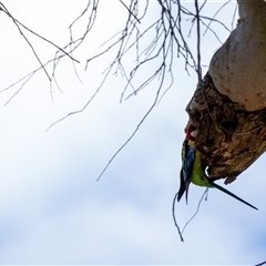 Platycercus eximius at Penrose, NSW - suppressed