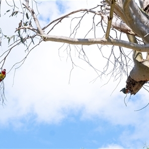 Platycercus eximius at Penrose, NSW - suppressed