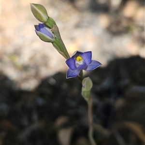 Thelymitra sp. (pauciflora complex) at Uriarra Village, ACT - 20 Oct 2024