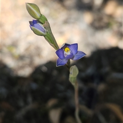 Thelymitra sp. (pauciflora complex) (Sun Orchid) at Uriarra Village, ACT - 20 Oct 2024 by BethanyDunne