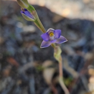 Thelymitra sp. (pauciflora complex) at Uriarra Village, ACT - 20 Oct 2024