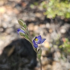 Thelymitra sp. (pauciflora complex) at Uriarra Village, ACT - 20 Oct 2024