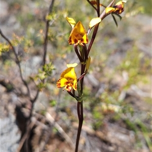 Diuris semilunulata at Uriarra Village, ACT - suppressed