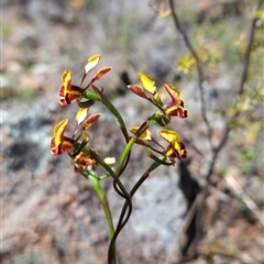 Diuris semilunulata at Uriarra Village, ACT - suppressed