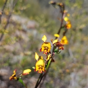 Diuris semilunulata at Uriarra Village, ACT - suppressed