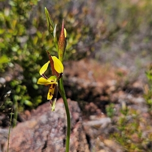 Diuris sulphurea at Uriarra Village, ACT - 20 Oct 2024