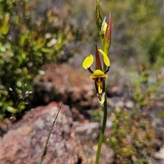 Diuris sulphurea at Uriarra Village, ACT - 20 Oct 2024