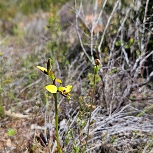 Diuris sulphurea at Uriarra Village, ACT - 20 Oct 2024