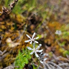 Wurmbea dioica subsp. dioica at Uriarra Village, ACT - 20 Oct 2024