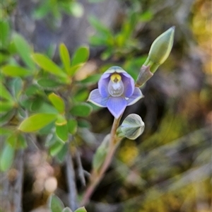 Thelymitra peniculata at Uriarra Village, ACT - 20 Oct 2024