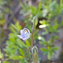 Thelymitra peniculata at Uriarra Village, ACT - 20 Oct 2024