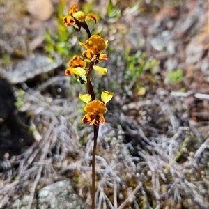 Diuris semilunulata at Uriarra Village, ACT - suppressed