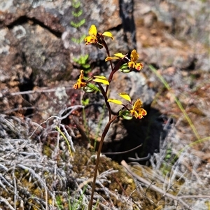 Diuris semilunulata at Uriarra Village, ACT - 20 Oct 2024