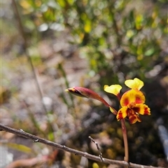 Diuris semilunulata at Uriarra Village, ACT - suppressed