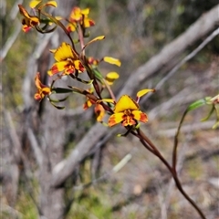 Diuris semilunulata at Uriarra Village, ACT - 20 Oct 2024