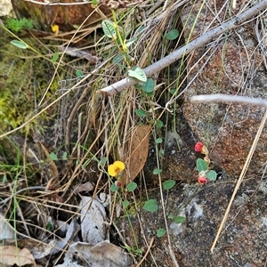 Bossiaea prostrata at Uriarra Village, ACT - 20 Oct 2024 02:48 PM