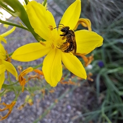 Lasioglossum (Chilalictus) sp. (genus & subgenus) (Halictid bee) at Watson, ACT - 20 Oct 2024 by abread111