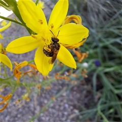 Lasioglossum (Chilalictus) sp. (genus & subgenus) at Watson, ACT - 20 Oct 2024 02:52 PM