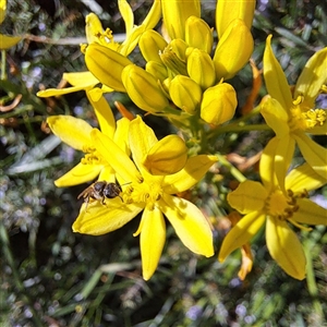 Lasioglossum (Chilalictus) sp. (genus & subgenus) at Watson, ACT - 20 Oct 2024 02:52 PM