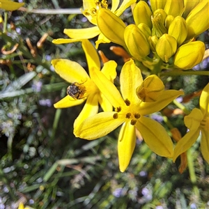 Lasioglossum (Chilalictus) sp. (genus & subgenus) at Watson, ACT - 20 Oct 2024 02:52 PM