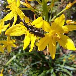 Eleale sp. (genus) at Watson, ACT - 20 Oct 2024