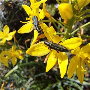 Eleale sp. (genus) at Watson, ACT - 20 Oct 2024