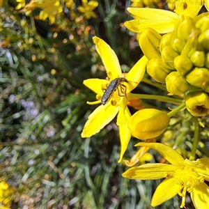 Eleale sp. (genus) at Watson, ACT - 20 Oct 2024