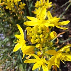 Eleale sp. (genus) at Watson, ACT - 20 Oct 2024