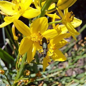 Eleale sp. (genus) at Watson, ACT - 20 Oct 2024