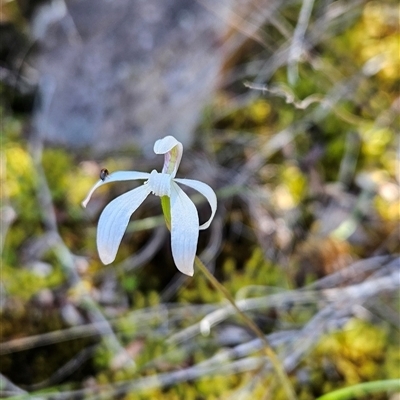 Caladenia ustulata (Brown Caps) at Uriarra Village, ACT - 20 Oct 2024 by BethanyDunne