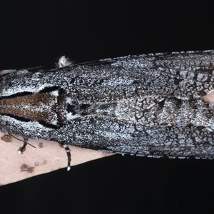 Trismelasmos donovani at Rosedale, NSW - 19 Oct 2024 08:42 PM