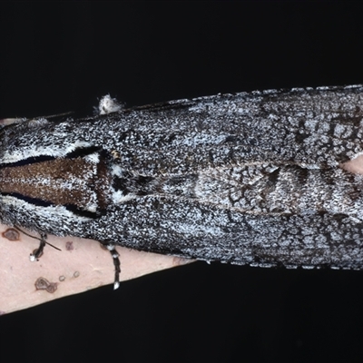 Trismelasmos donovani (A Wood moth (Cossidae)) at Rosedale, NSW - 19 Oct 2024 by jb2602