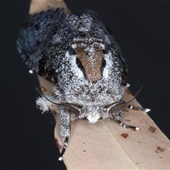 Trismelasmos donovani at Rosedale, NSW - 19 Oct 2024 08:42 PM