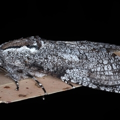 Trismelasmos donovani at Rosedale, NSW - 19 Oct 2024 08:42 PM