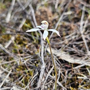 Caladenia ustulata at Uriarra Village, ACT - suppressed