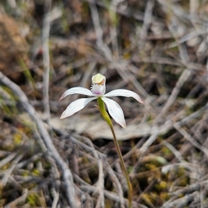 Caladenia ustulata at Uriarra Village, ACT - suppressed