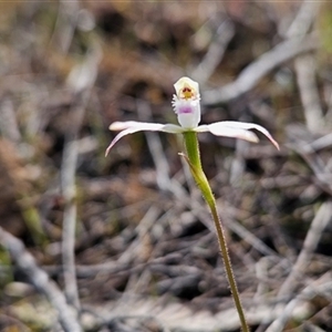 Caladenia ustulata at Uriarra Village, ACT - suppressed