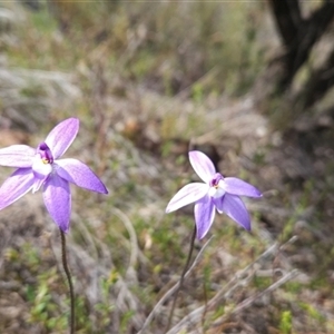 Glossodia major at Uriarra Village, ACT - suppressed