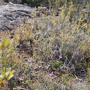 Glossodia major at Uriarra Village, ACT - suppressed