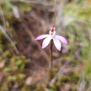 Caladenia fuscata at Uriarra Village, ACT - 29 Sep 2024