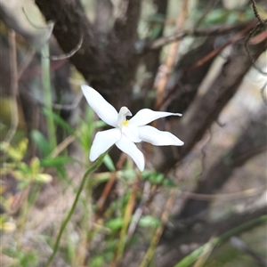 Glossodia major at Uriarra Village, ACT - 29 Sep 2024