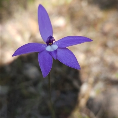 Glossodia major (Wax Lip Orchid) at Uriarra Village, ACT - 29 Sep 2024 by BethanyDunne