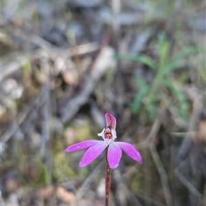 Caladenia fuscata at Uriarra Village, ACT - 29 Sep 2024