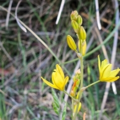 Bulbine sp. at Weetangera, ACT - 20 Oct 2024 by sangio7