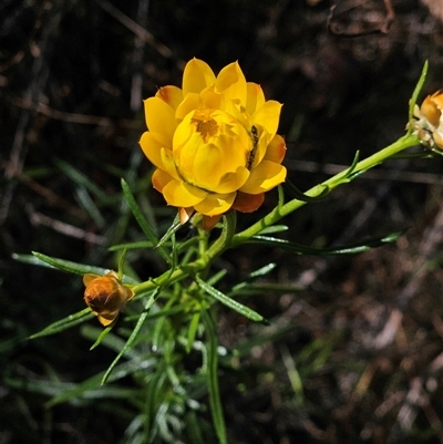 Xerochrysum viscosum (Sticky Everlasting) at Weetangera, ACT - 20 Oct 2024 by sangio7