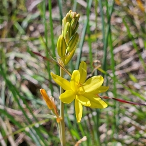 Bulbine bulbosa at Weetangera, ACT - 20 Oct 2024