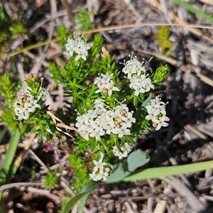 Asperula conferta at Weetangera, ACT - 20 Oct 2024