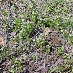 Asperula conferta at Weetangera, ACT - 20 Oct 2024