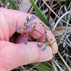 Dianella revoluta var. revoluta (Black-Anther Flax Lily) at Hawker, ACT - 20 Oct 2024 by sangio7